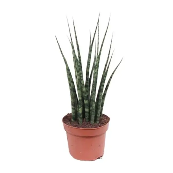 La Plante Mikado, La Sansevière Varenhout Mikado, Ø12cm - ↕40cm