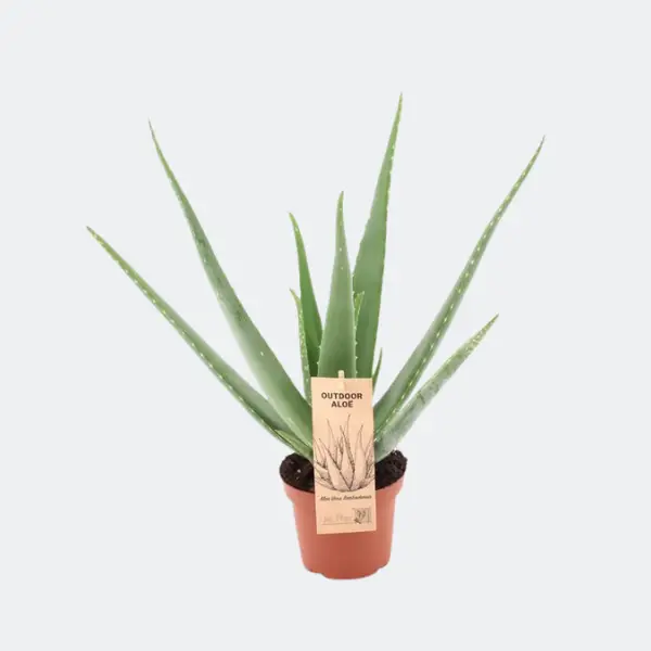 Aloe vera