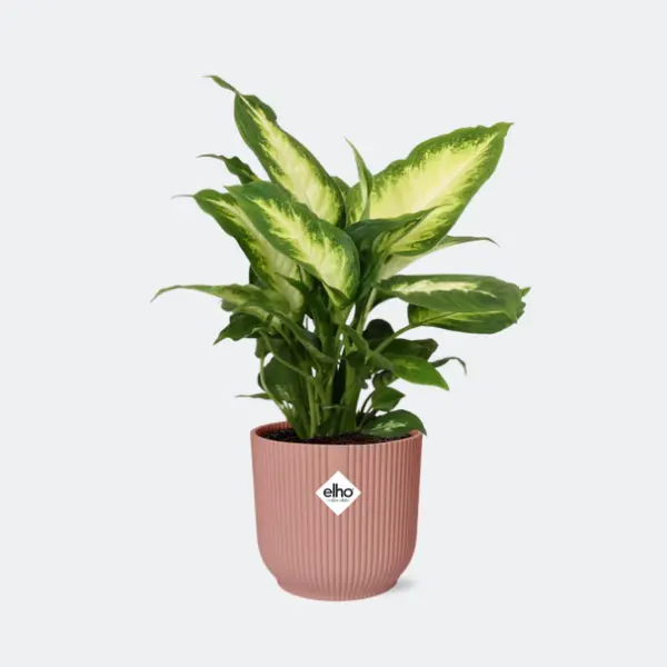 Plante d'intérieur, Feuille de Liège (Vert, Crème), Dieffenbachia Camilla Ø21cm - ↕75cm