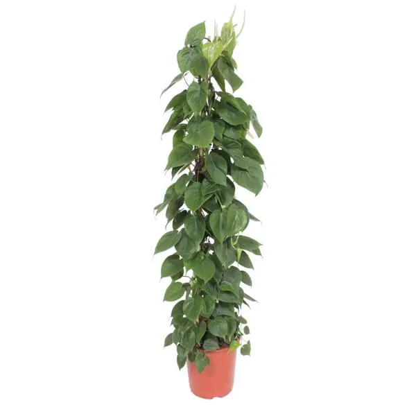 Plante grimpante d'intérieur facile d'entretien sur treillis (Philodendron Scandens), 1,5 m de haut, ø27