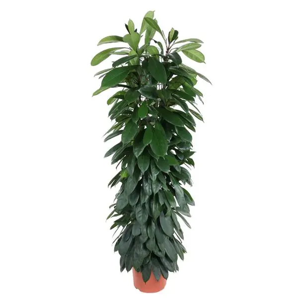 Ficus Moclame colonne, Figuier Cyatistipula intérieur - 1,5 m de haut, diamètre du pot 29 cm