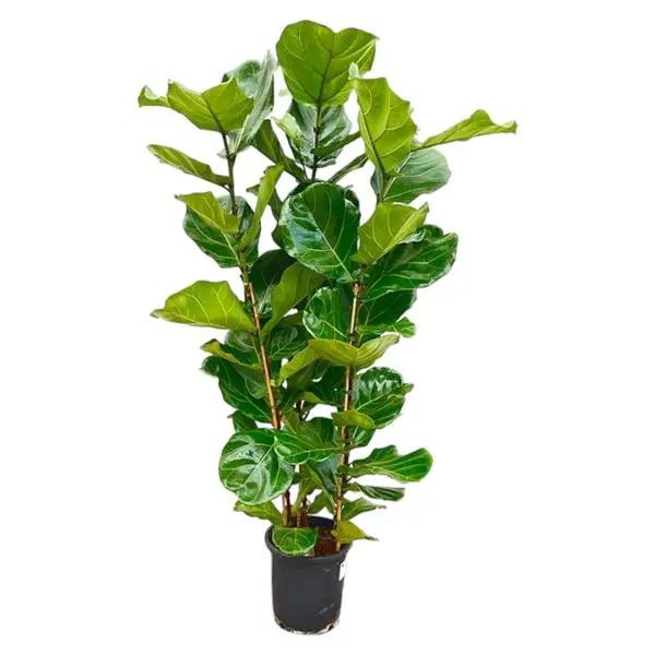 Ficus Lyrata Plante d'intérieur – Plante à feuilles de violon – Figuier vert – 150 cm de hauteur – pot Ø27