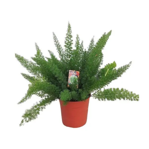 Asparagus D. Meyers - Plante d'intérieur remarquable d'environ 60 cm de haut Ø27cm - Plante ornementale