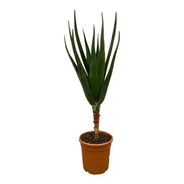 Plante grasse d'intérieur Aloe Barberae, 170 cm de haut, Ø30cm