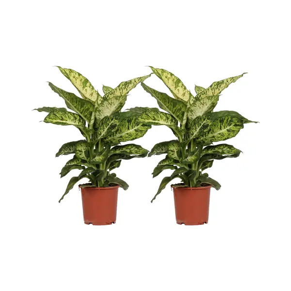 Plante d'intérieur, 2 pièces, Feuillage panaché (Vert, Crème), Dieffenbachia Mars - Ø17cm - ↕50cm