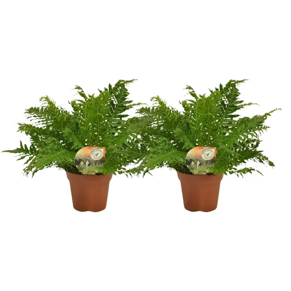 La fougère argentée, Blechnum Silver Lady 2 pièces – Ø17 cm – ↕50 cm