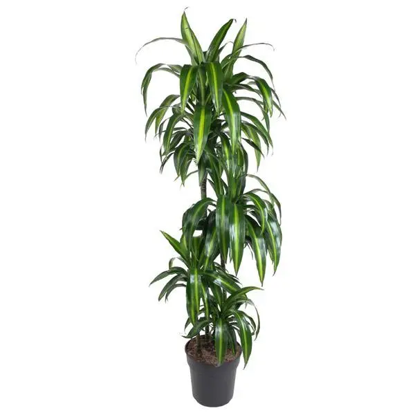 Le Dragonnier, Dracaena Hawaiian Sunshine, Plante d'intérieur verte, Ø27cm - ↕150cm