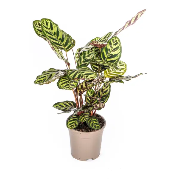 Goeppertia makoyana / Calathea Makoyana - Plante d'intérieur purificatrice d'air d'environ 45 cm de hauteur