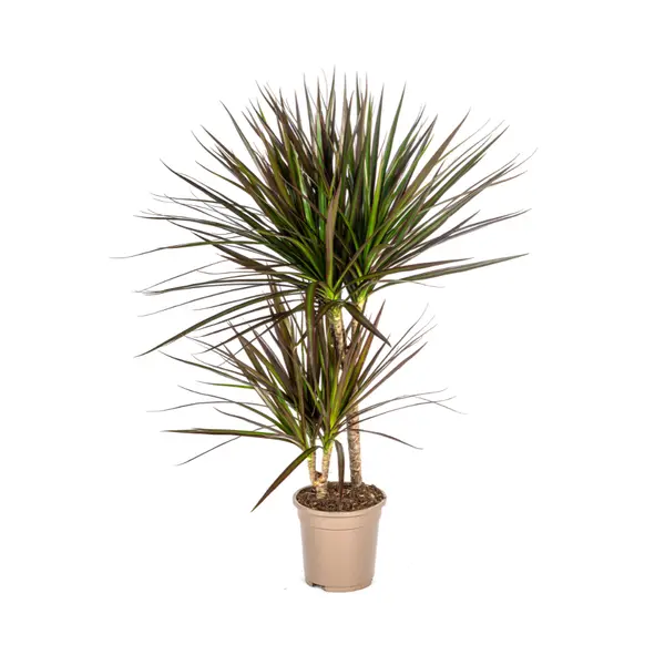 Arbre-dragon, Arbre au sang de dragon, Feuilles longues et étroites avec bord rouge, Plante d'intérieur, Dracaena Marginata Magenta Ø17cm - ↕60cm
