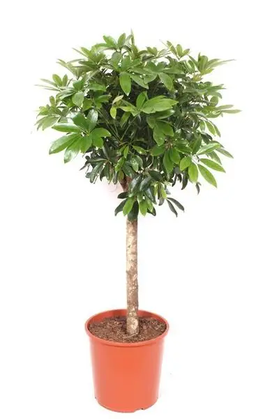 Schefflera - Plante moderne sur tige - 150 cm - Feuilles vertes brillantes