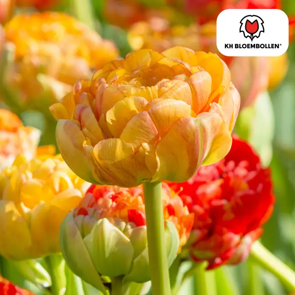 Bulbes de tulipes Gudoshnik Double, Couleur Jaune - Orange - Rouge, Tulipe à fleurs doubles, Pour jardin ou pot, 1 sachet de 20 pièces