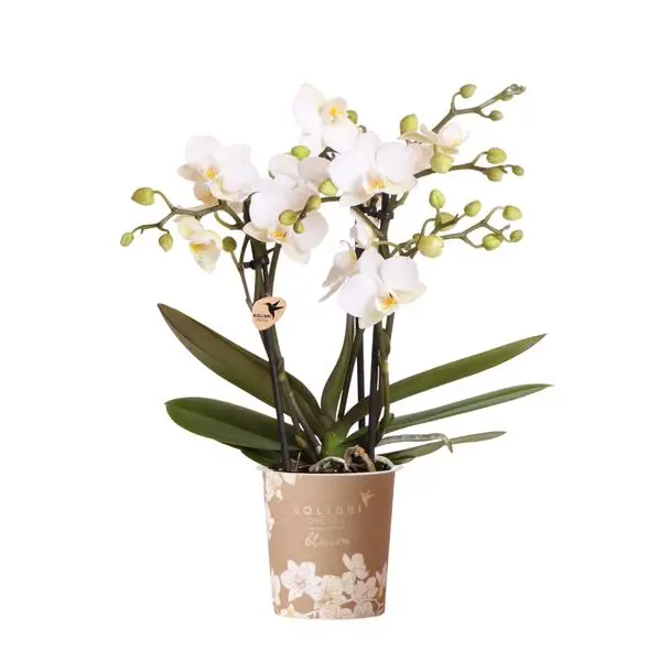 Orchidée Papillon Zürich