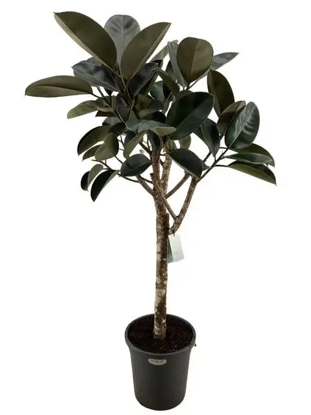 Plante caoutchouc