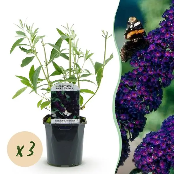 3 Pièces Buddleja Violet
