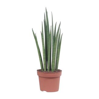 Langue de belle-mère, Feuille verte cylindrique/en forme de lance, Sansevieria Mikado - Ø19cm - ↕70cm