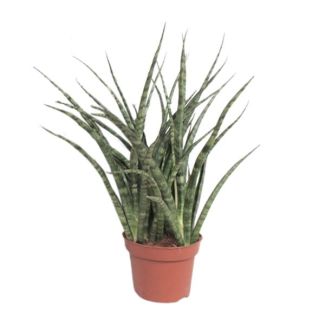 Langue de belle-mère, Plante serpent, Feuillage vert en forme d'épée avec taches/stries claires, Apparence en forme d'étoile, Sansevieria Fernwood Punk Ø12cm - ↕35cm