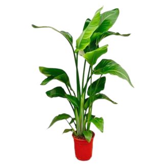 Strelitzia Nicolai – Plante Oiseau de Paradis Blanche – 100 cm – avec ou sans pots Elho élégants