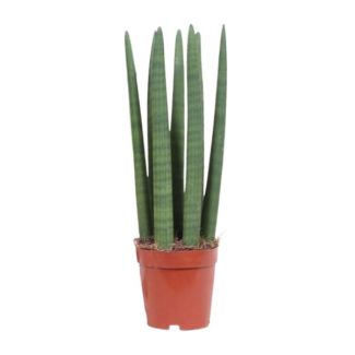 Plante serpent, Langue de belle-mère, Feuille verte dressée, Sansevieria Mikado - Ø12cm - ↕40cm