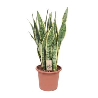 Langue de belle-mère, Plante à bord doré, Feuille en forme d'épée vert foncé avec bord jaune, Sansevieria Laurentii - Ø25cm - ↕85cm