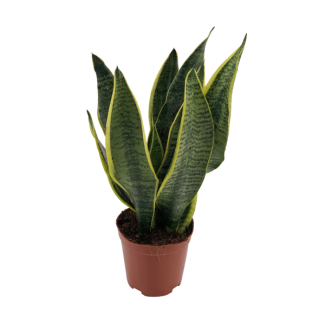 Plante serpent, Langue de belle-mère, Feuille en forme d'épée vert foncé avec des rayures, Sansevieria Superba - Ø12cm - ↕40cm