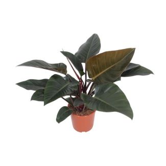 Philodendron Congo Red – Plante d'intérieur populaire – Purificateur d'air – Ø27cm – 80cm de hauteur