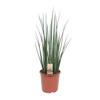 Plante serpent, Langue de belle-mère, Feuille verte cylindrique/en forme de lance, Sansevieria Mikado - Ø19cm - ↕70cm