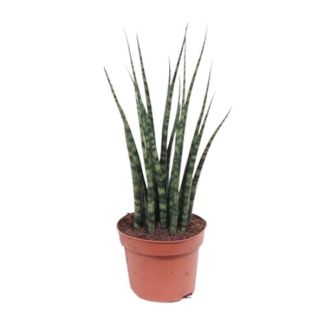 La Plante Mikado, La Sansevière Varenhout Mikado, Ø12cm - ↕40cm