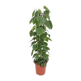 Philodendron Scandens - 120 cm de haut - plante grimpante d'intérieur
