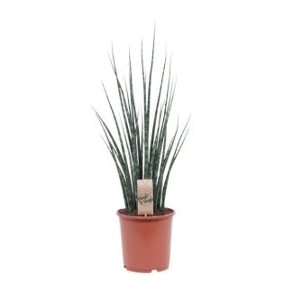 Plante serpent, Langue de belle-mère, Feuille verte cylindrique/en forme de lance, Sansevieria Mikado - Ø19cm - ↕80cm
