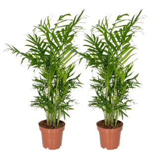Chamaedorea Elegans (Palmier nain mexicain) - 2 pièces - Ø12cm - ↕40cm