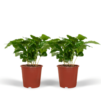2x Plantes à café