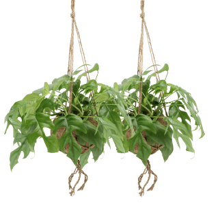 2 Pièces de Monstera et Kokodama