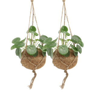 2 plantes Pilea peperomioides