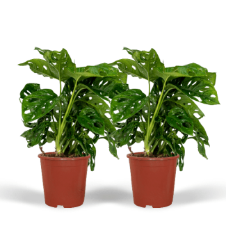 2 Pièces de Plantes à Gousses