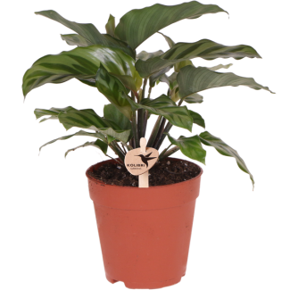 La plante Paon