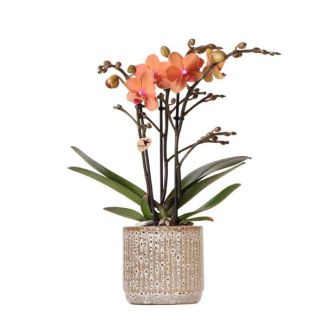 Orchidée Papillon Bolzano en Pot Décorative Jaguar