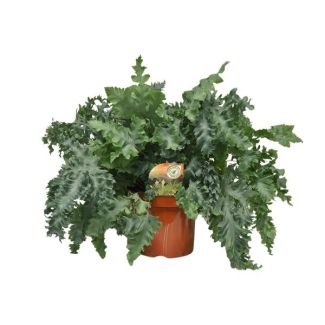 Fougère dorée ou Fougère bleue Phlebodium Davana hauteur env. 60 cm - Ø26 cm