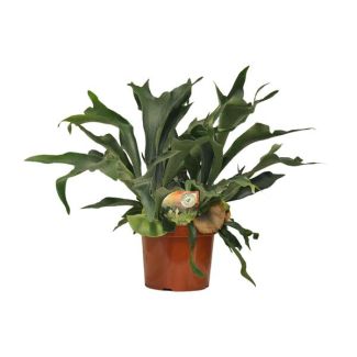 Fougère corne de cerf | Platycerium Bifurcatum - Plante d'intérieur unique d'environ 80 cm de haut Ø26cm
