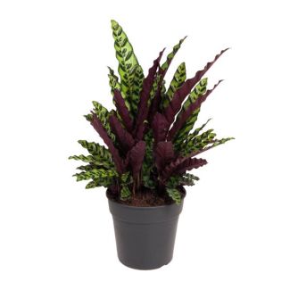 Plante d'intérieur Calathea Lancifolia vert violet d'environ 70 cm de haut - Plante Paon Ø27cm