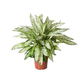 Dieffenbachia Vesuvius - Plante d'intérieur avec des feuilles vert clair remarquables - 80 cm de haut