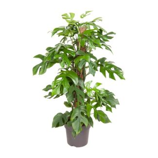 Plante à trous, Plante d'intérieur verte, Tropical, Monstera Deliciosa - Ø19cm - ↕80cm
