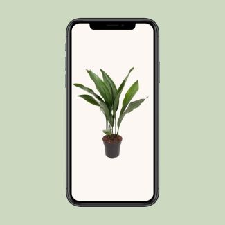Aspidistra elatior - Ø 17 cm - H 70 cm