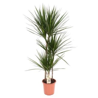 Plante d'intérieur sur tige - Dragonnier - plante d'intérieur à feuilles fines