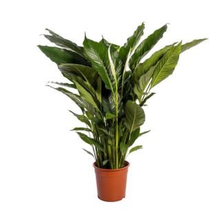 La plante cuillère ou le lys de la paix, connue pour ses fleurs blanches, Spathiphyllum Sweet Sebastiano - Ø24cm - ↕110cm