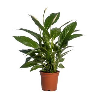3 pièces Le Spathiphyllum ou Le Lys de la Paix, Connu pour ses Fleurs Blanches, Spathiphyllum Vivaldi - Ø17cm - ↕70cm