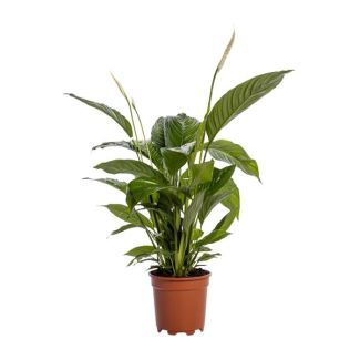 2 pièces de la plante à cuillère ou de la fleur de paix, connue pour ses fleurs blanches, Spathiphyllum Bingo Cupido - Ø19cm - ↕80cm