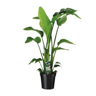 Plante Oiseau de Paradis Blanche, Plante Verte Tropicale, Strelitzia Nicolai, Ø19cm - ↕90cm