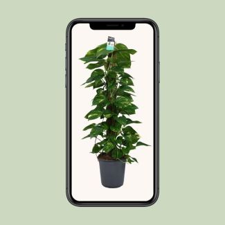 Scindapsus - Plante d'intérieur verte - lumière indirecte