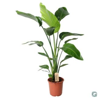 Plante Oiseau de Paradis Blanche, Plante Verte Tropicale, Strelitzia Nicolai, Ø21cm - ↕100cm