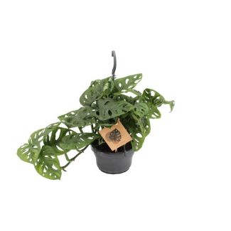 Plante à trous